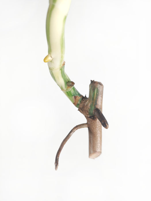 Monstera variegata - cutting