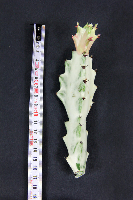 Euphorbia lactea white ghost