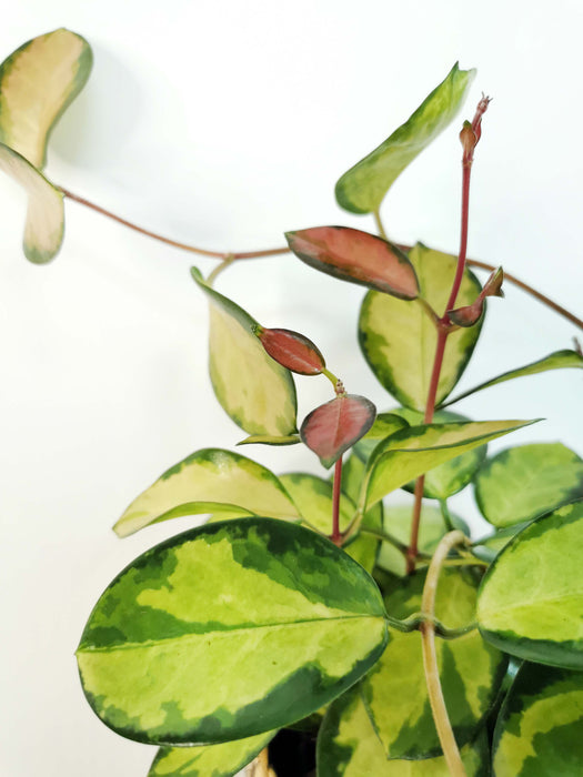 Hoya australis lisa