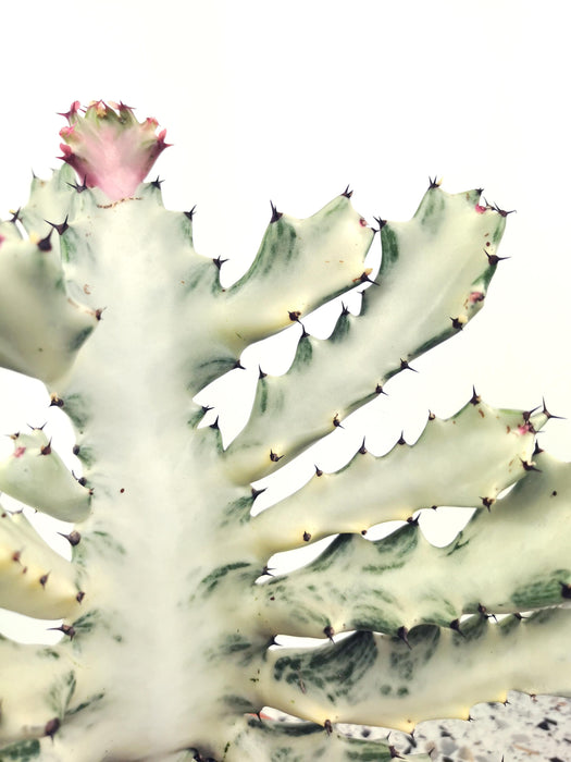 Euphorbia lactea white ghost