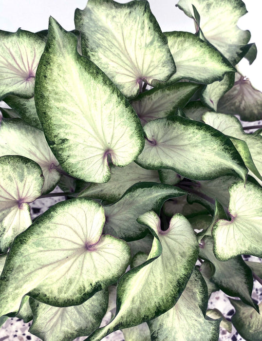 Caladium white delight