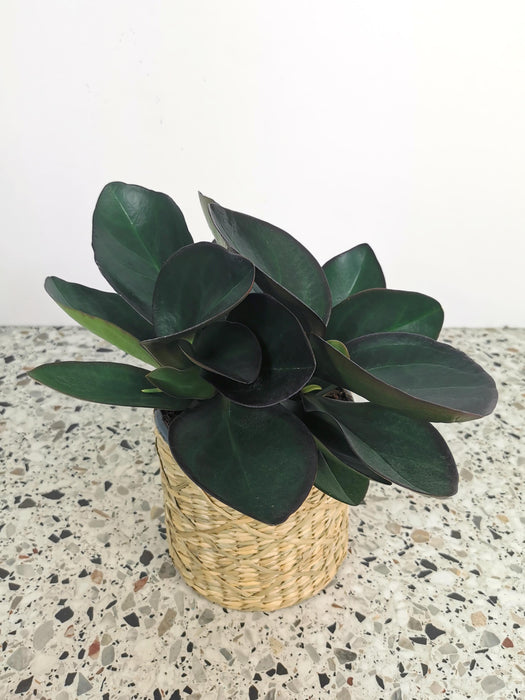 Peperomia red margin