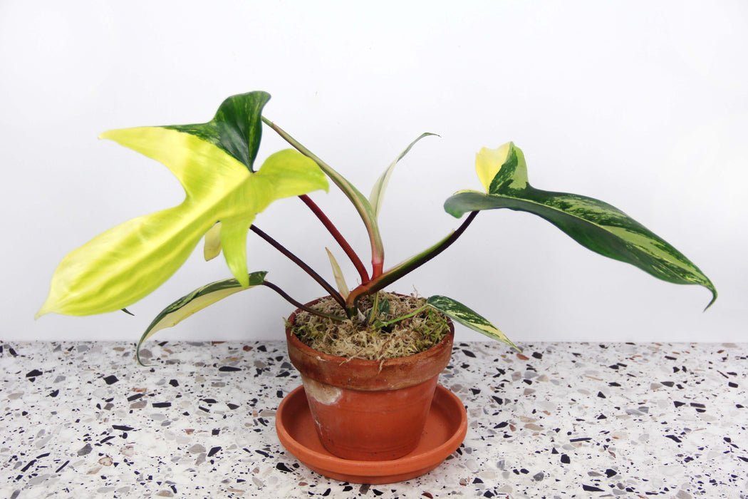 Philodendron florida beauty