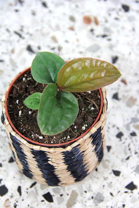 Anthurium Radicans X Luxuriant