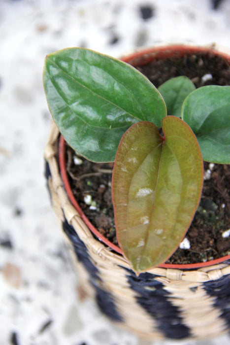 Anthurium Radicans X Luxuriant