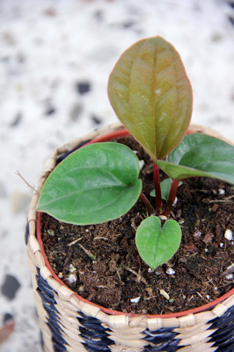 Anthurium Radicans X Luxuriant