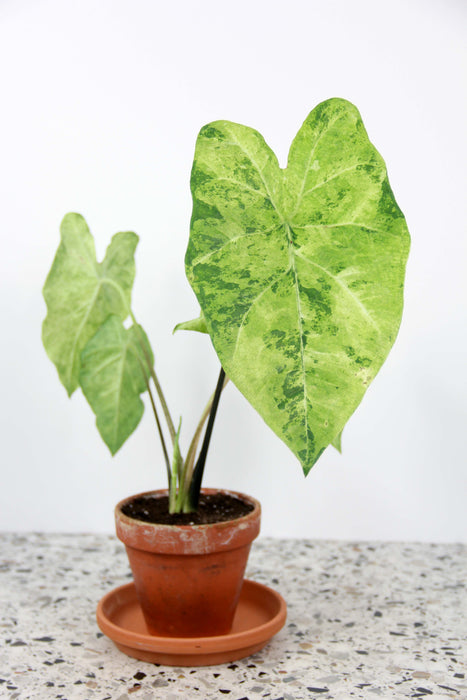 Caladium frog in a blender - medium