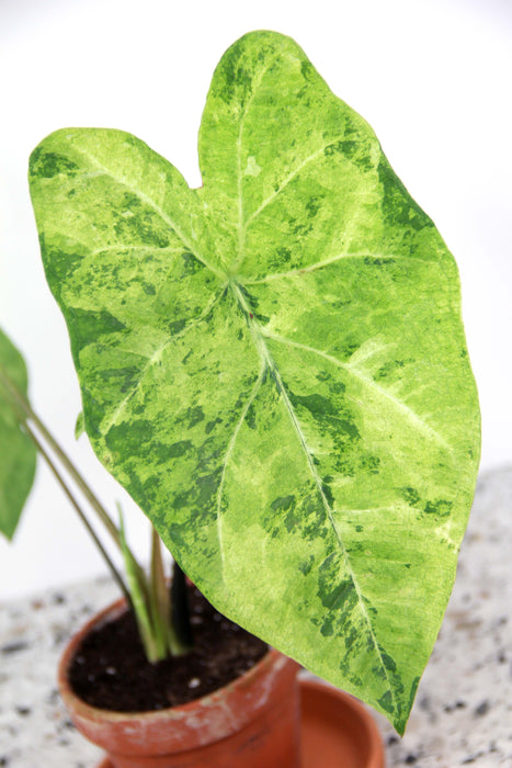 Caladium frog in a blender - medium