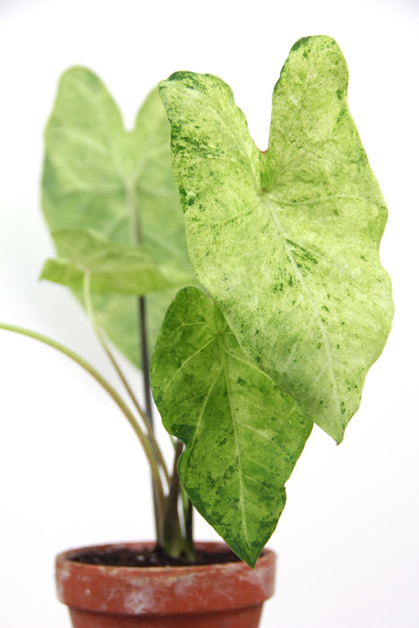 Caladium frog in a blender - medium