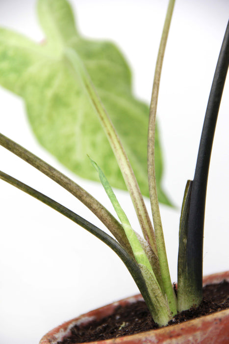 Caladium frog in a blender - medium