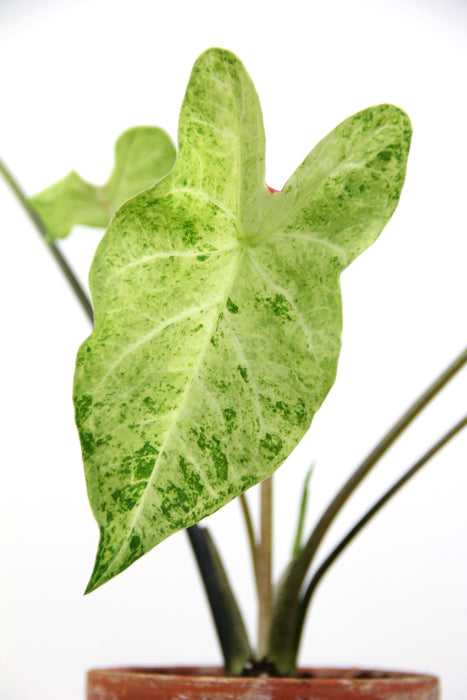 Caladium frog in a blender - medium