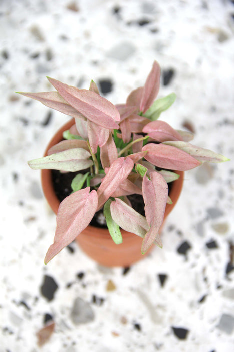 Syngonium T1510