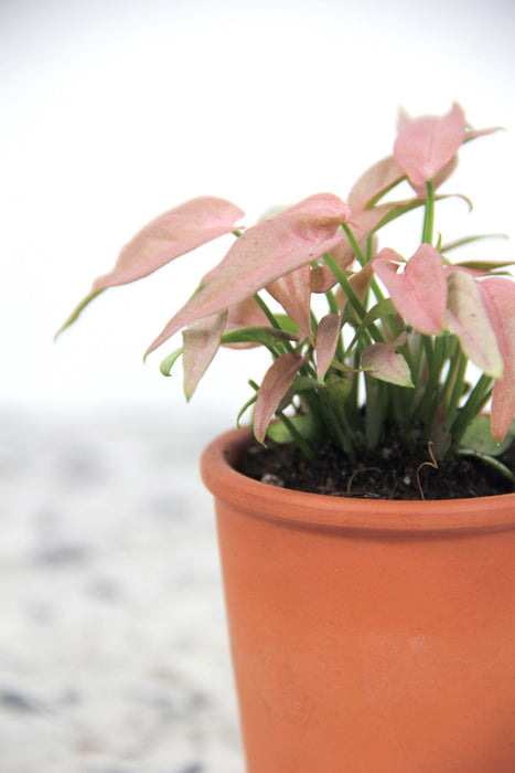 Syngonium T1510