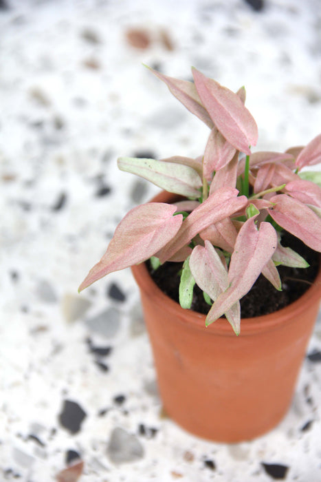 Syngonium T1510