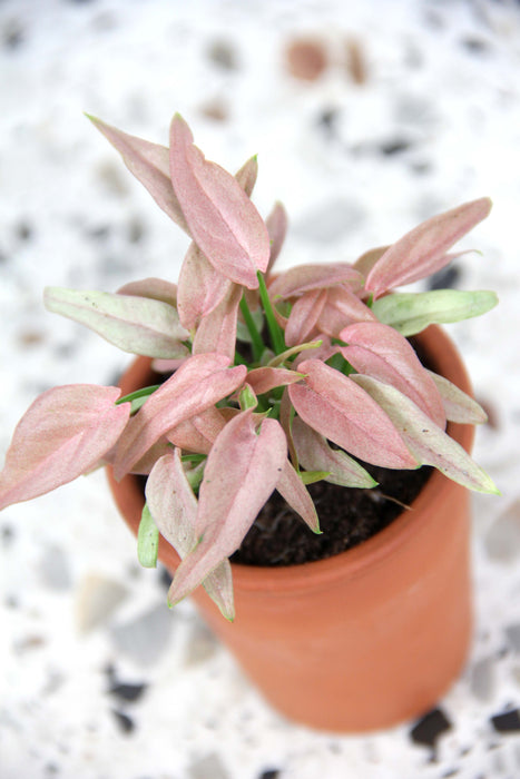 Syngonium T1510