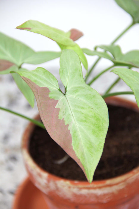 Syngonium strawberry milk
