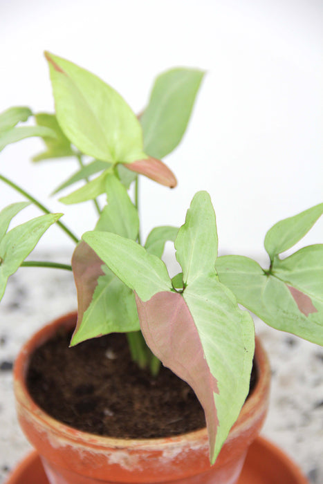 Syngonium strawberry milk
