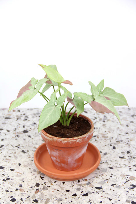 Syngonium strawberry milk