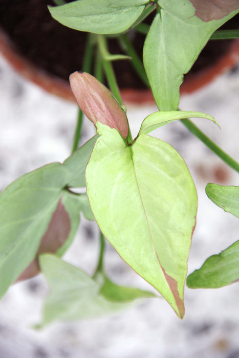 Syngonium strawberry milk