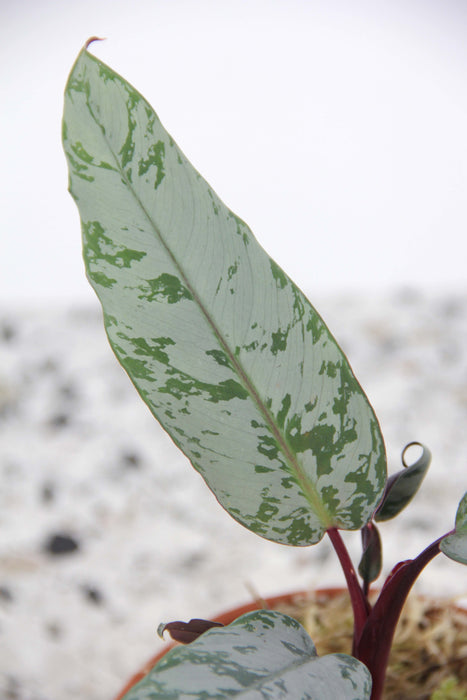 Apoballis Acuminatissima 'Lavallei'