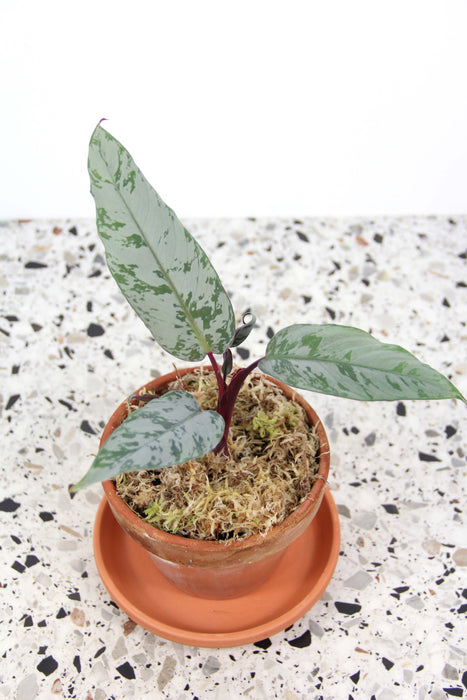 Apoballis Acuminatissima 'Lavallei'