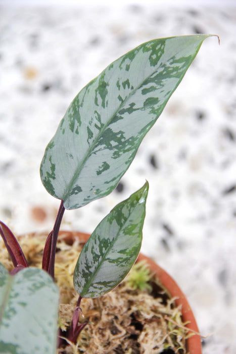 Apoballis Acuminatissima 'Lavallei'