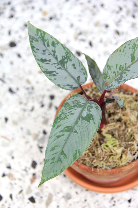 Apoballis Acuminatissima 'Lavallei'