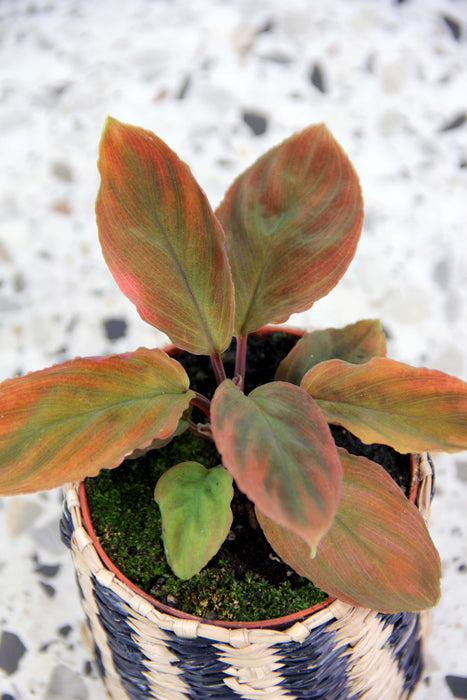 Homalomena camouflage red velvet