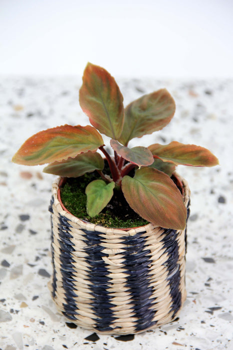 Homalomena camouflage red velvet