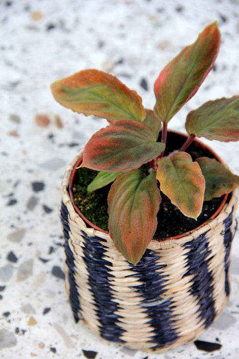 Homalomena camouflage red velvet
