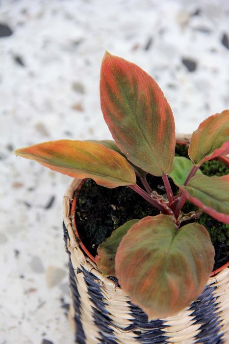 Homalomena camouflage red velvet