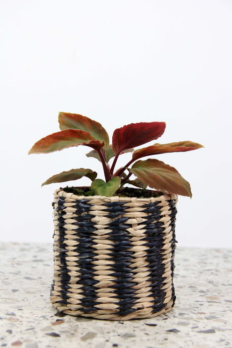 Homalomena camouflage red velvet