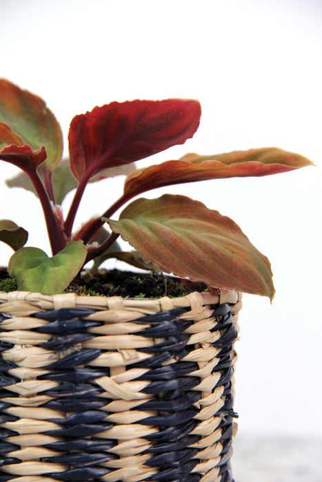 Homalomena camouflage red velvet