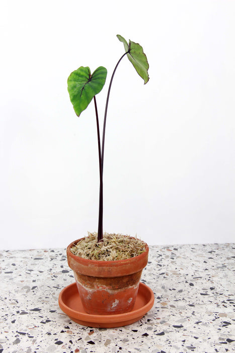 Colocasia esculenta pharao's mask