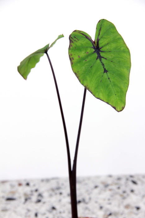 Colocasia esculenta pharao's mask