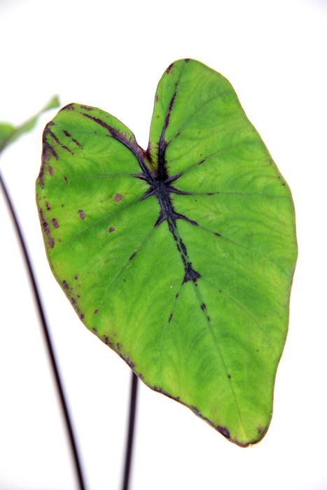 Colocasia esculenta pharao's mask