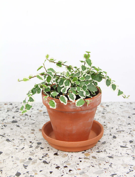 Ficus pumilla belle sunny