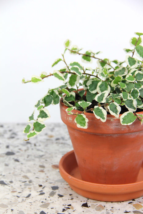 Ficus pumilla belle sunny