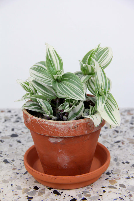 Tradescantia brightness