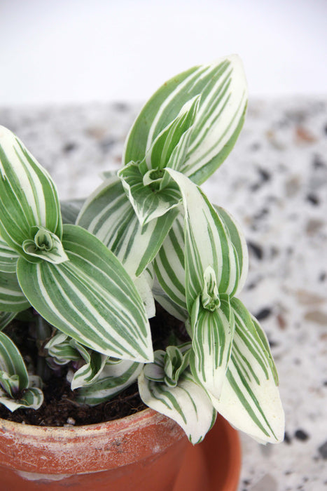 Tradescantia brightness
