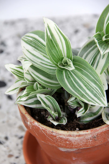 Tradescantia brightness
