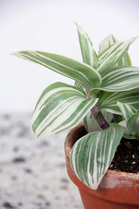 Tradescantia brightness