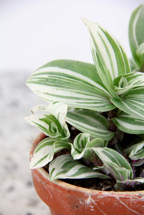 Tradescantia brightness
