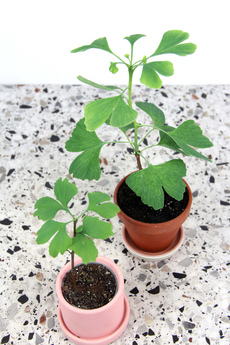 Ginkgo biloba