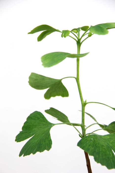 Ginkgo biloba