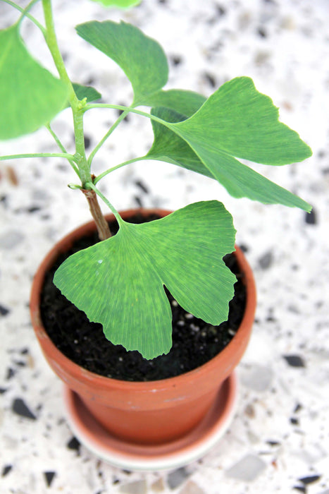 Ginkgo biloba