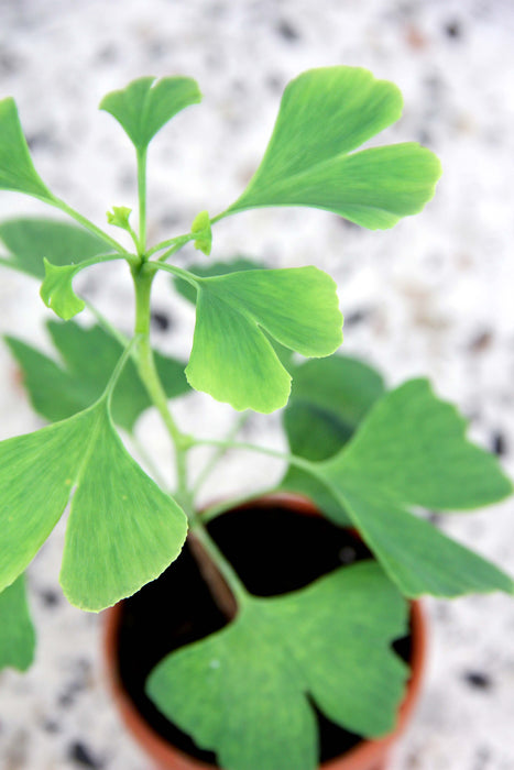 Ginkgo biloba