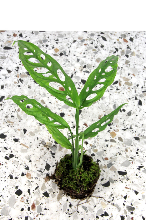 Monstera obliqua peru