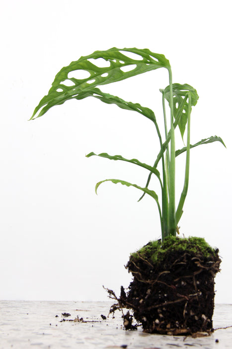 Monstera obliqua peru