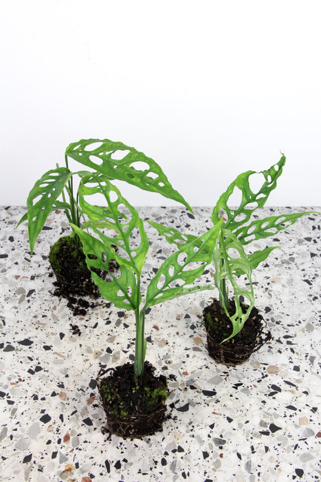 Monstera obliqua peru